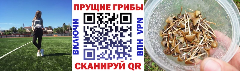 закладка  Павловский Посад  Галлюциногенные грибы прущие грибы 